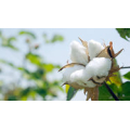 Custom Natural products (11)