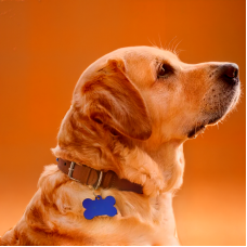 Dog Tags engraving