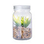 KYALA - Decorative Plant KYALA - Decorative Plant